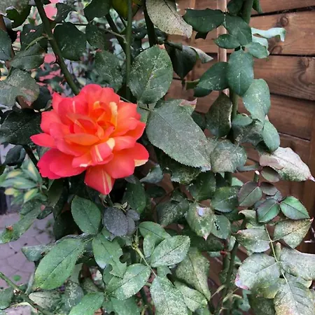 La Porta Nel Giardino