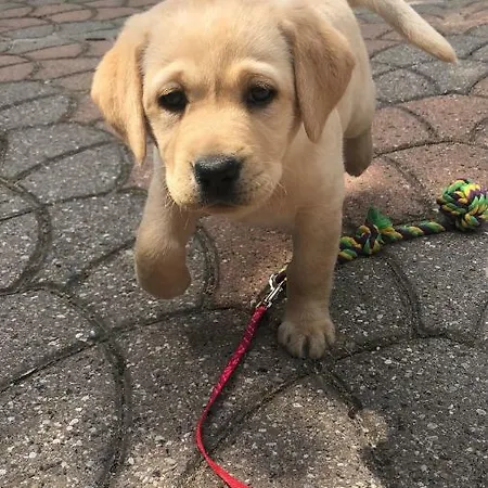 La Porta Nel Giardino 公寓 *