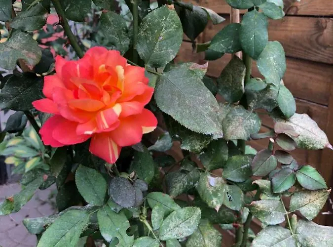 La Porta Nel Giardino